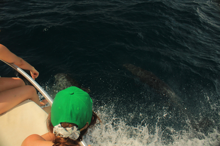 San José del Cabo: Ocean Safari
