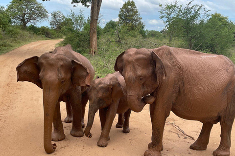 From South Coast: Udawalawe Park Safari with Ella Drop-off
