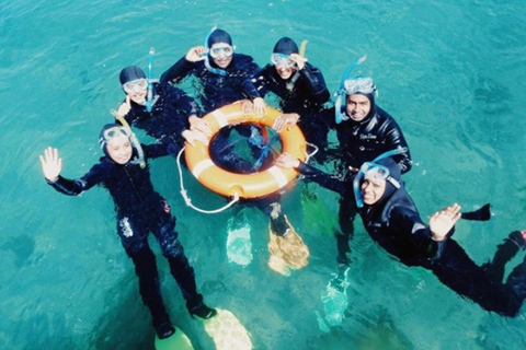 Portsea: Guided Snorkeling Tour with Weedy Sea Dragons