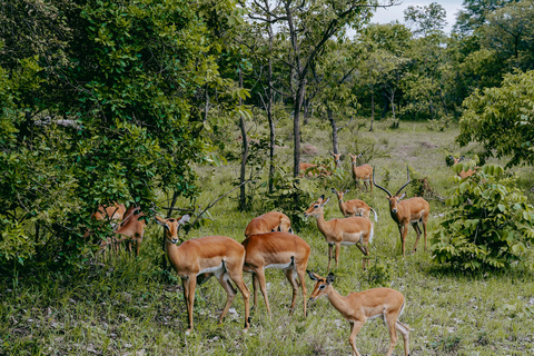 Kigali: Akagera National Park Safari with Boat Cruise