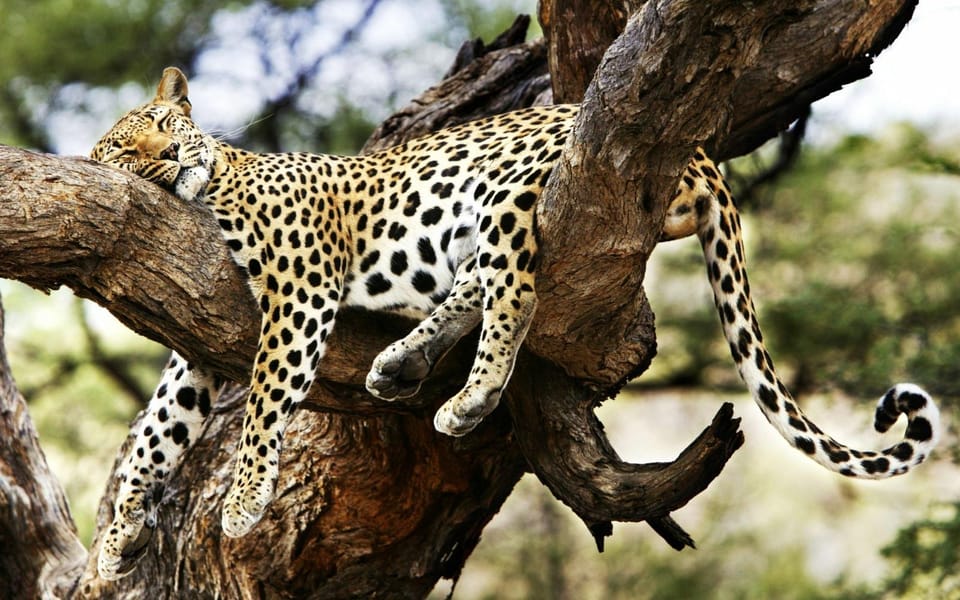 3 giorni Maasai Mara Group Safari usando un Landcruiser 4x4 - Hizvo