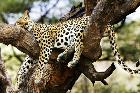 3 dagar Maasai Mara gruppsafari med en 4x4 Landcruiser