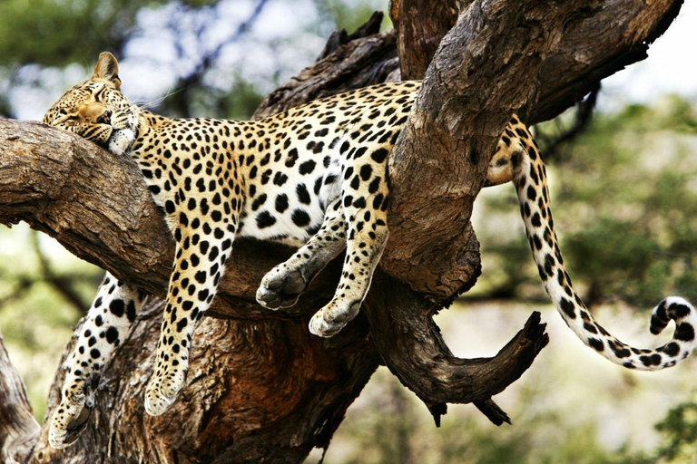 3 dagar Maasai Mara gruppsafari med en 4x4 Landcruiser