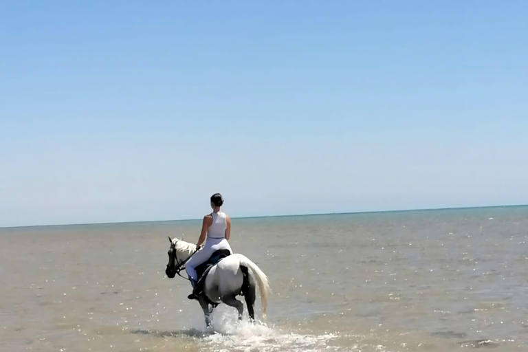 Hurghada: Desert and Red Sea Horseback Riding Tour