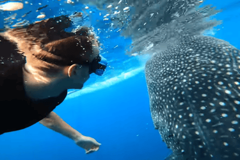 Cebú:Excursión en grupo con tiburón ballena, cascada y carrera de sardinas+Comida