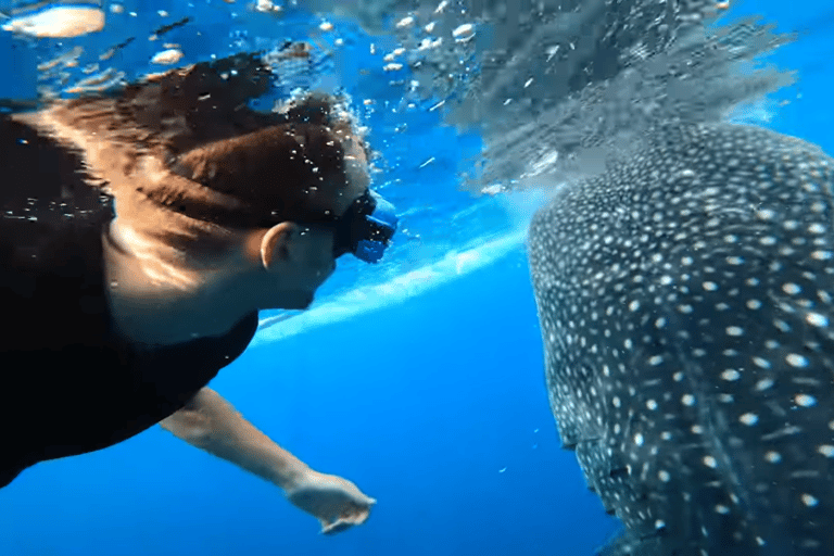 Cebú:Excursión en grupo con tiburón ballena, cascada y carrera de sardinas+Comida