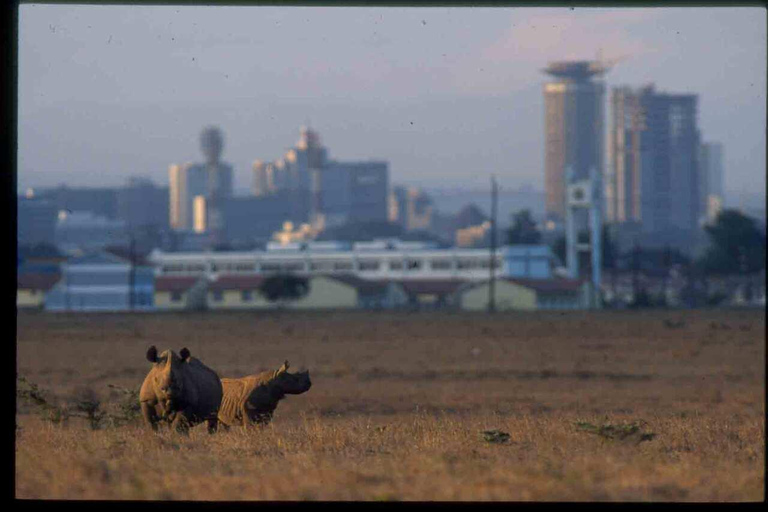 DAY TRIP NAIROBI NATIONAL PARK