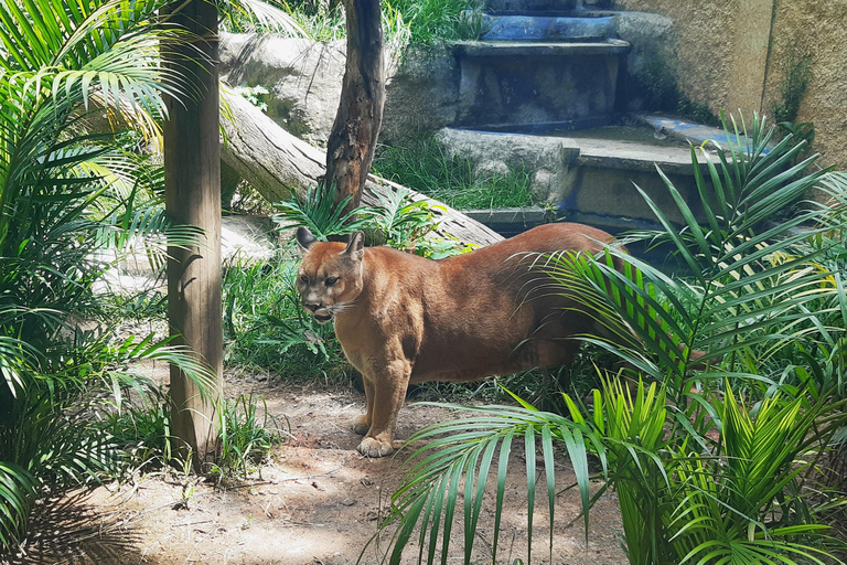 Río de Janeiro: Tour guiado por el BioParque con traslado