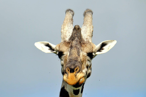 2 jours de safari dans le parc national des chutes Murchison, faune et flore d&#039;Ouganda