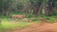 Yala Safari Day Tour From Bentota/Aluthgama/Ahungalla - Housity
