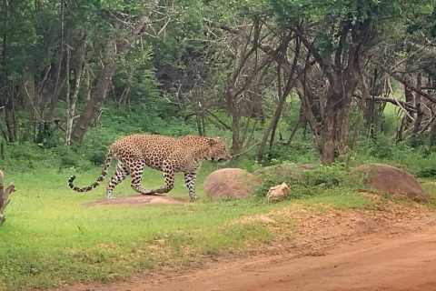 Excursion d'une journée à Yala Safari depuis Bentota/Aluthgama/Ahungalla