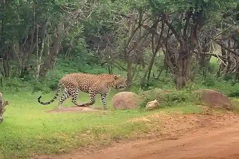 Yala Safari Day Tour - Bentota/Aluthgama/Ahungalla/Kosgoda