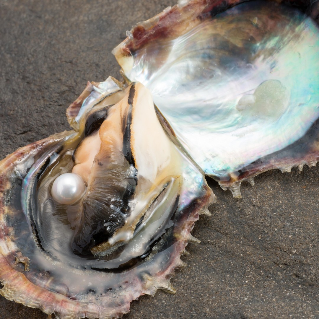 Pearl Farming How Do We Get Pearls From Oysters Hands-on Pearl