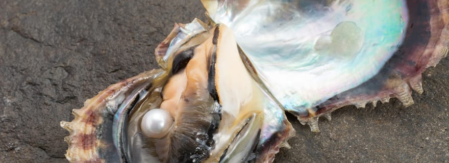 Atelier pratique sur la récolte des perles !