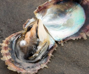Hands-on Pearl Harvesting Workshop!