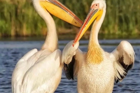 SUPER TOUR: Day Trip to Danube Delta