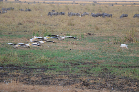 Arusha : 7 jours de safari au Serengeti et au Ngorongoro