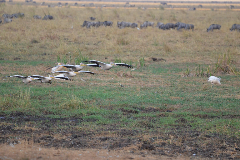 Arusha : 7 jours de safari au Serengeti et au Ngorongoro