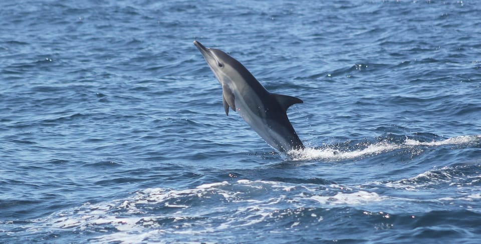 Dolphin leaping above the sea off Sagres