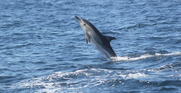 Sagres: Dolphin Watching Tour