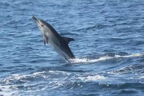 Sagres: Tour di osservazione dei delfini