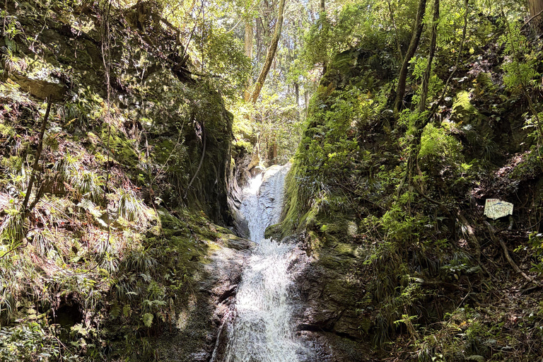Shinrin-yoku/Forest Bathing in Yoshino