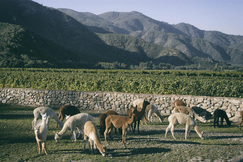 Private Casablanca Wine Valley: 2 Boutique Wineries & Lunch