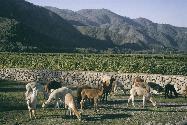 Private Casablanca Wine Valley: 2 Boutique Wineries & Lunch
