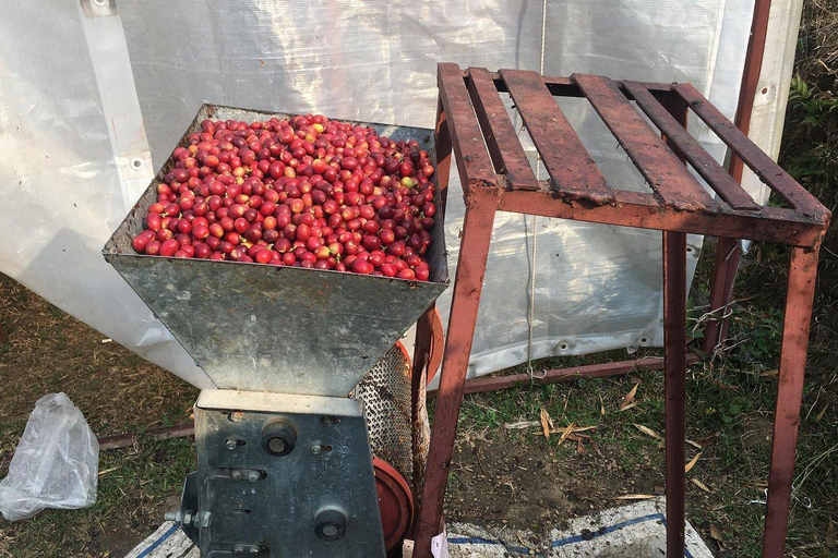 Pokhara: Sarangkot Village Coffee Culture & Local Life Hike