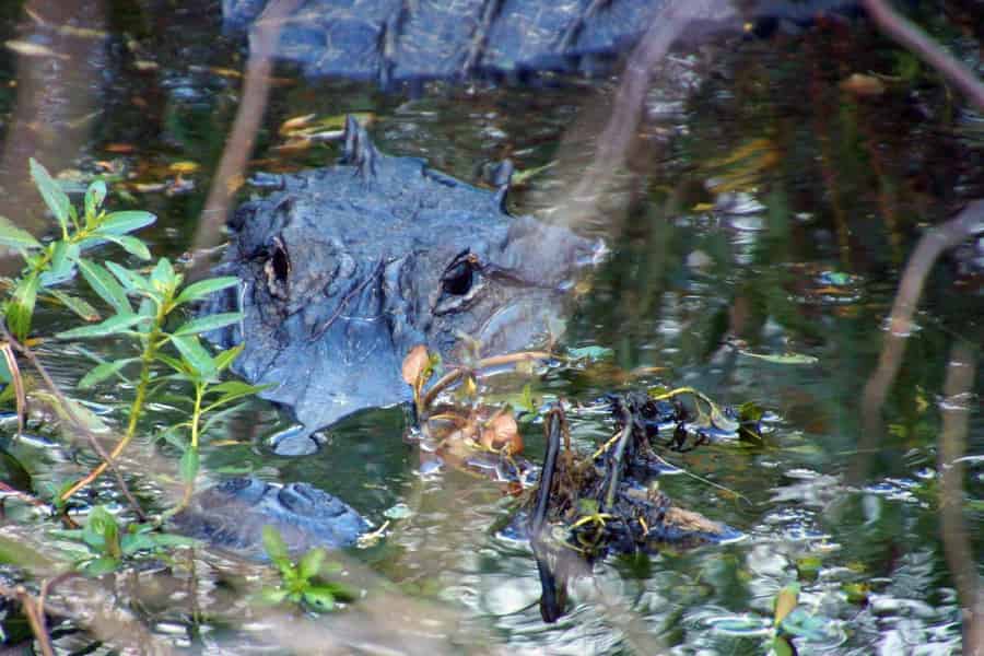 Kissimmee: 90-minütige Airboat-Tour durch die Everglades. Foto: GetYourGuide