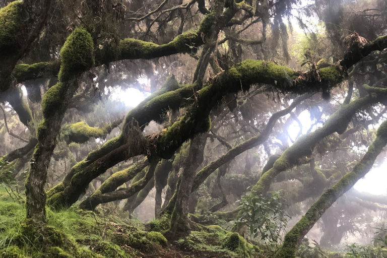 3 Tage in den Bale Mountains