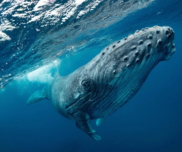 Whale Watching Boa Vista, Speed Boat & Small Groups