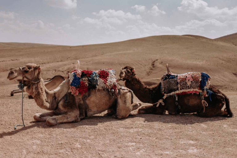 Från Marrakech: Kameltur i Agafay-öknen vid solnedgångenFrån Marrakech: Kamelritt i solnedgången i Agafayöknen