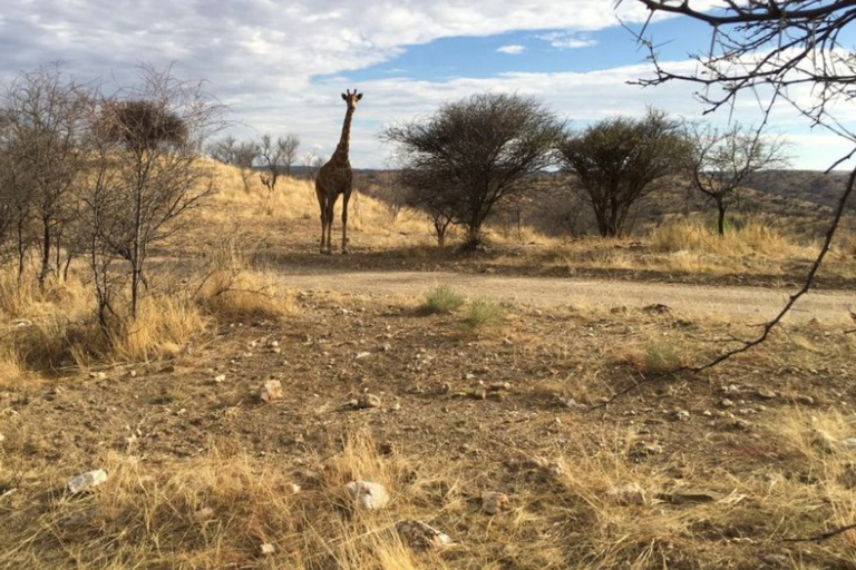 1/2 day in Windhoek: Game Reserve Safari, City Tour, & Lunch