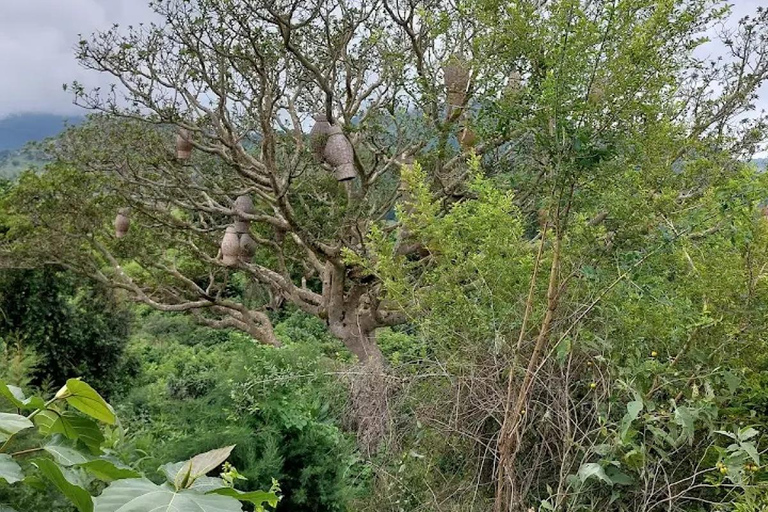 Chebera Churchura: Wildtiere &amp; malerische Ausblicke 4-tägige TourChebera Churchura: 4-tägige Tour mit Wildtieren und tollen Aussichten