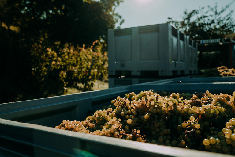 Ramsthal: Winery Tour with Wine Tasting and Tapas