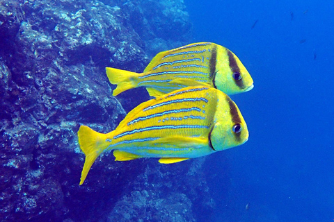 Tamarindo: Snorkeltour met gids en zeeleven spotten