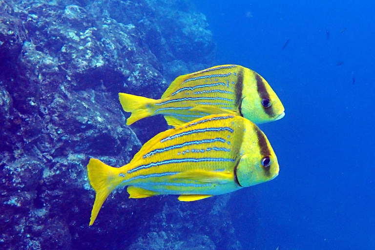 Tamarindo: Snorkeltour met gids en zeeleven spotten