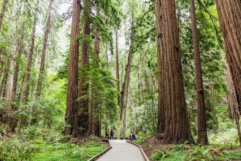 San Francisco: Muir Woods & Sausalito Tour with Ferry Option