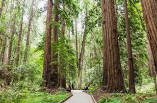 San Francisco: Muir Woods & Sausalito Tour mit Fährenoption