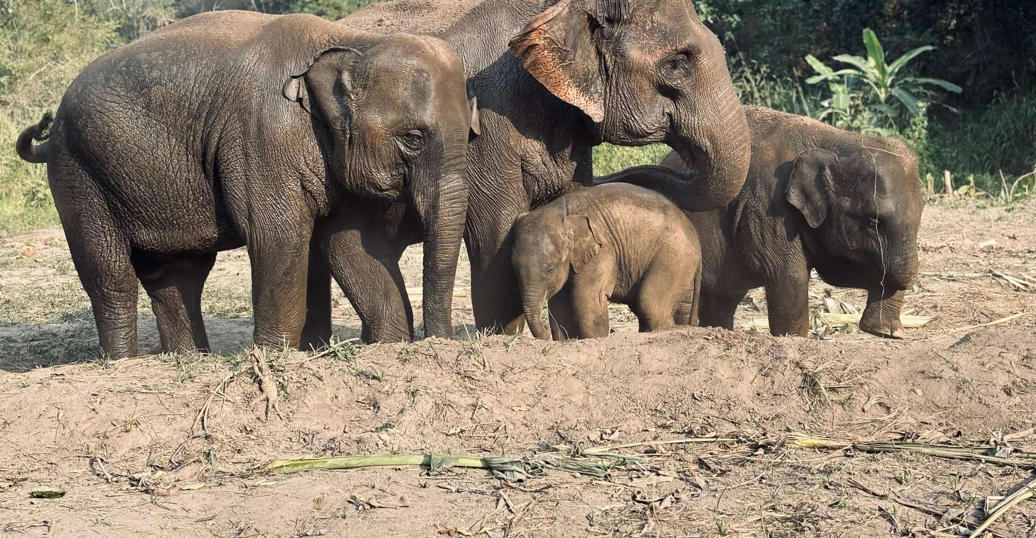 Chiang Mai Ethical Elephant Sanctuary in Chiang Mai, Thailand