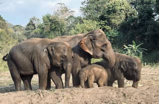 Chiang Mai: Halbtagestour zum Fütterungsprogramm im Elefantenschutzgebiet