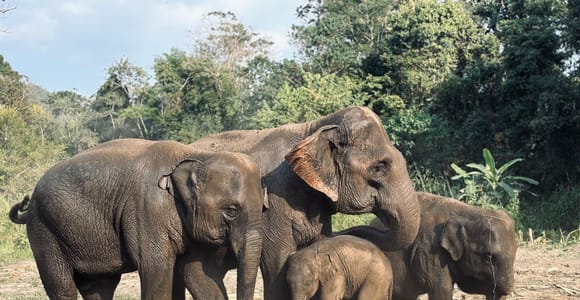 Chiang Mai: Halbtagestour zum Fütterungsprogramm im Elefantenschutzgebiet