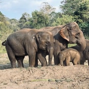 Chiang Mai: Elephant Sanctuary Feeding Program Half-Day Tour