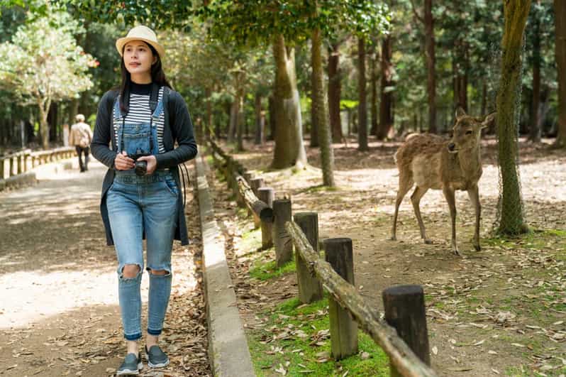 Nara’s Historical Wonders: A Journey Through Time and Nature