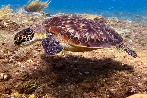 Lombok: Gili Meno Turtle Snorkeling Trip with Photos