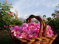 Visite d'une journée à Rose Valley- Old Rose Distillery et Rose Fields - Housity