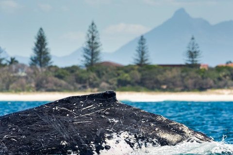 Costa Dorada: Avistamiento de ballenas