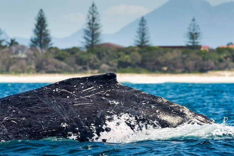 Costa Dorada: Avistamiento de ballenas