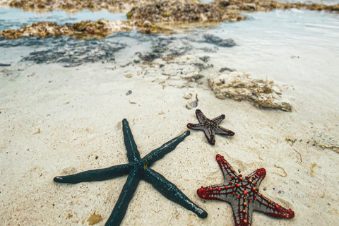 Excursão de meio dia aos golfinhos e mergulho com snorkel em Mnemba (viagem compartilhada)